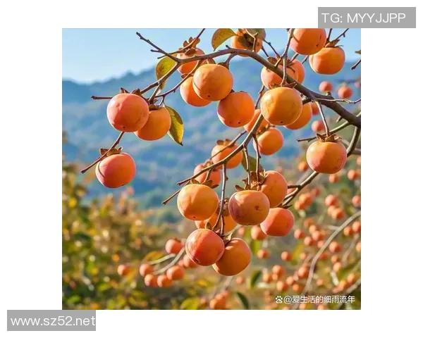 秋意渐浓，走进果园采摘季节，品味大自然的甜美馈赠与丰收喜悦